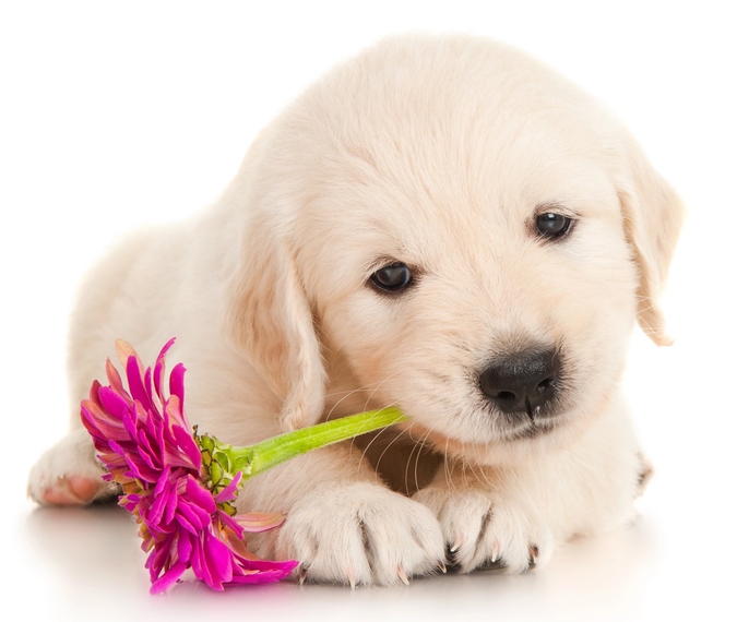 golden retriever puppy with oral papilloma